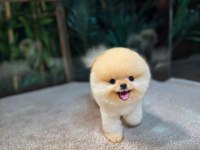 Güvenle Pomeranian Sahiplenin 7/24 Deste