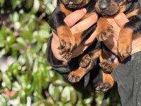 Safkan king doberman yavrularım