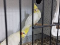 2 aylık yavru sultan papağanı
