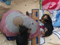 Sevimli Yorkshire Terrier Yavrularımız