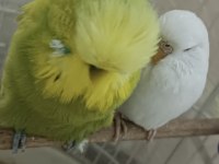 Altın Gibi Yavru Yumurtlayan Çift Muhabbet Kuşu