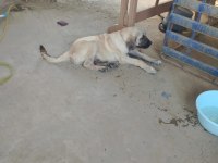 Kangal köpeğimiz izmir menemen