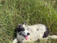 Dünyanın en zeki köpeği olan border collie