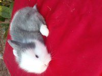 Sevimli teddy widder Tavşan yavruları