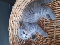 Safkan Scottish Fold Yavrular Sahiplendirilecek