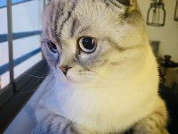 Scottish fold oğlum salebi sahiplendiriyorum