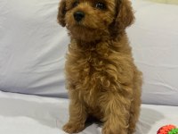 TOY POODLE YAVRULARIMIZ