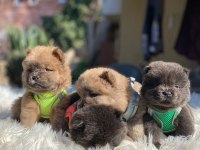 MÜKEMMEL SON KALAN CHOW CHOW YAVRULAR