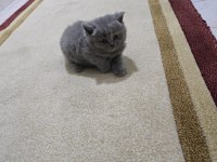 British shorthair blue point ve british gri yavrularım