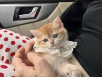 Saf Kan Golden British Shorthair Yavrular (Wcf Kayıtlı)