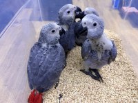 YERLİ ÜRETİM BEBEK FATURALI BELGELİ JAKO PAPAĞANLARI