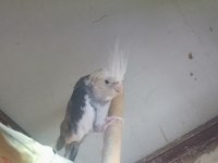 Erkek Wifi Sultan Papağanı