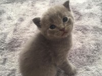 Scottish fold yavrular