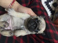 PUG MOPS BEBEKLERİMİZ ÖMÜRLÜK AİLELERİNİ BEKLİYOR