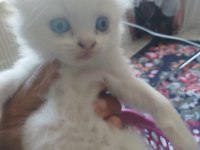 Scottish fold yavrular 2 adet