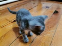 Ücretsiz sahiplendirilecek british shorthair melezi
