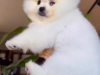 Pomeranian Boo Yavrumuz