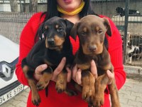 Üst kalite king doberman yavrularım