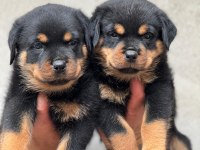 Üst kalite rottweiler yavrularımız