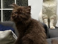 British Longhair Cinnamon Chocolate