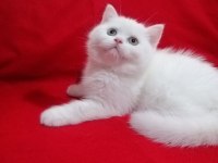 Son kalan dişi oyuncu bebeğim british shorthair
