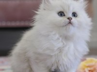 Muhteşem british longhair güzellik