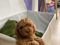 A kalite toy poodle yavrularım