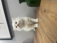 Odesss Yeşil Göz Mavi Göz British Longhair