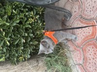 Acil Karneli British Shorthair