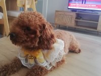 Köpeğimiz Kukiş