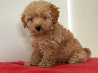 TATLI MİNİK MALTİPOO YAVRULAR