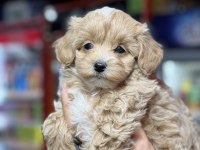 Aile ortamına alışık tuvalet eğitimli dişi maltipoo bebeğim