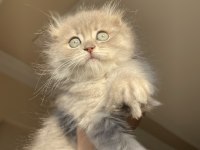 Dünya tatlısı scottish fold