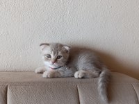 Erkek yavru scottish fold