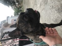 French bulldog