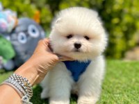 Sevimli Pomeranian Boo Yavrularımız