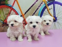 MALTESE TERRİER YAVRU KÖPEĞİMİZ