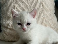 Çok tatlı british shorthair beyaz mavi gözlü
