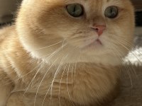 BABASI ŞECERELİ GOLDEN KEDİLERE YUVA ARIYORUZ