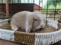 Hollanda teddy lop 1+1 takım tavşanlar