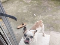 Oyuncu ve hareketli french bulldog