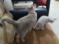 Mavi gözlü siyah burun ve kuyruklu british shorthair
