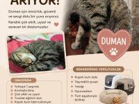 Ücretsiz Acil Sahiplendirilecek Scottish Fold