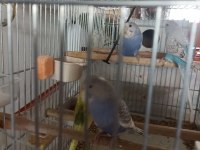 Yeni yavru muhabbet kuşları