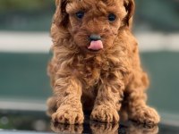 Küçük poodle prensler ve prensesler