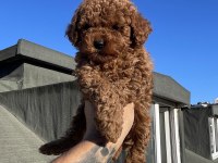 KG GARANTİLİ ORJİNAL POODLE YAVRULAR