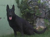 Siyah alman kurdu yavrusu