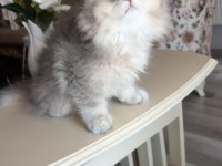 British longhair blue golden ay kardeşler