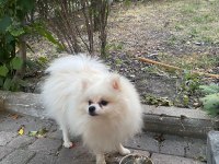 10 Aylık Erkek Pomeranian Boo Yeni Sahibini Arıyor
