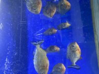 Full etcil pirana 9 adet boylar 13 17 cm arası
